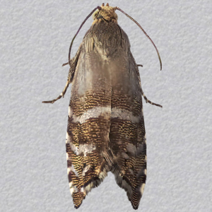 Image of Pine Nut Moth - Cydia conicolana*