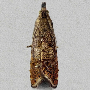 Image of Lead-coloured Yarrow Moth - Dichrorampha plumbagana*