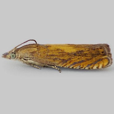 Picture of Gold-fringed Drill - Dichrorampha vancouverana