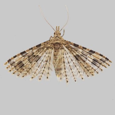 Picture of Twenty-plume Moth - Alucita hexadactyla