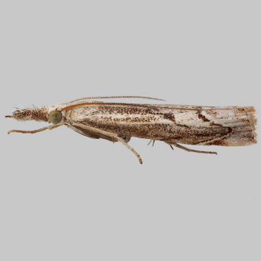 Picture of Elbow-stripe Grass-veneer - Agriphila geniculea*