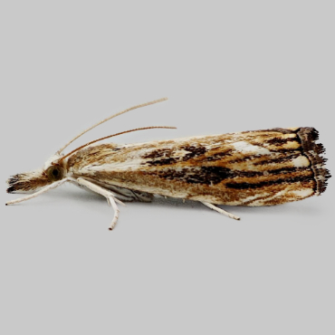 Picture of Marbled Grass-veneer - Catoptria verellus
