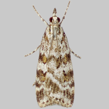 Picture of Meadow Grey - Scoparia pyralella*