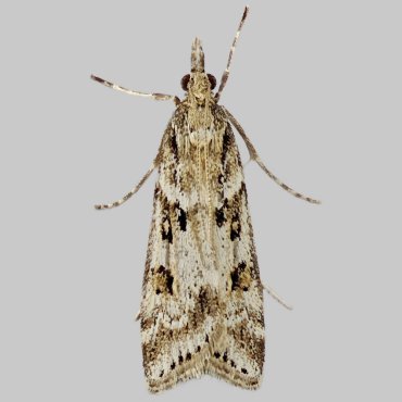 Picture of Narrow-winged Grey - Eudonia angustea*