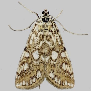 Picture of Brown China-mark - Elophila nymphaeata*