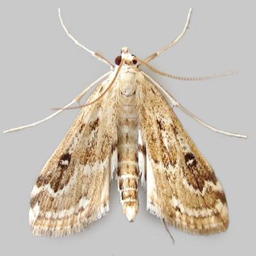 Picture of Ringed China-mark - Parapoynx stratiotata (Male)*