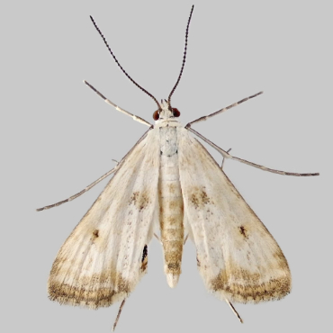 Picture of Small China-mark - Cataclysta lemnata (Male)*