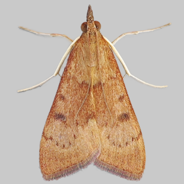 Picture of Yellow-underwing Pearl - Uresiphita gilvata