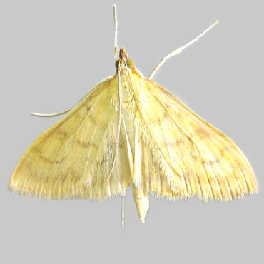 Picture of Translucent Pearl - Paratalanta hyalinalis