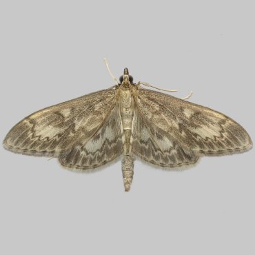Picture of Long-winged Pearl - Anania lancealis