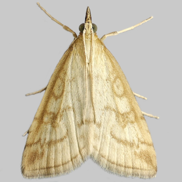 Picture of Pale Straw Pearl - Udea lutealis*