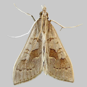 Picture of Coastal Pearl - Mecyna asinalis