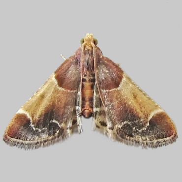 Picture of Meal Moth - Pyralis farinalis