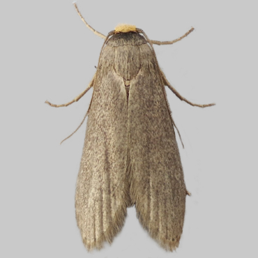 Picture of Lesser Wax Moth - Achroia grisella