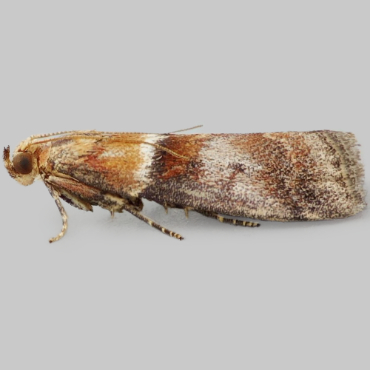 Picture of Warted Knot-horn - Acrobasis repandana*