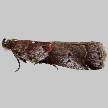 Picture of Thicket Knot-horn - Acrobasis suavella*