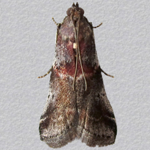 Image of Blackthorn Knot-horn - Acrobasis suavella*