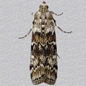 Image of Pine Knot-horn - Dioryctria abietella*