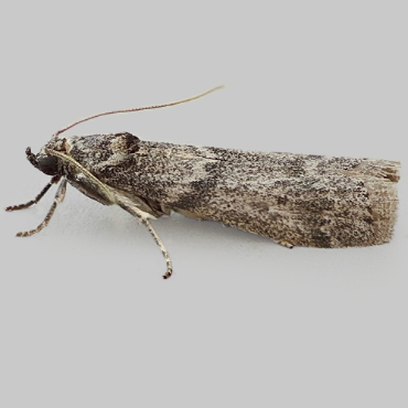 Picture of Locust Bean Moth - Apomyelois ceratoniae
