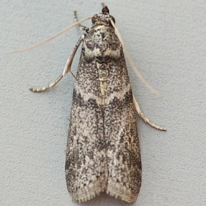 Image of Locust Bean Moth - Apomyelois ceratoniae