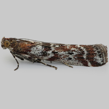 Picture of Powdered Knot-horn - Delplanqueia dilutella
