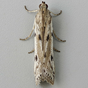 Image of Spotted Knot-horn - Phycitodes binaevella*