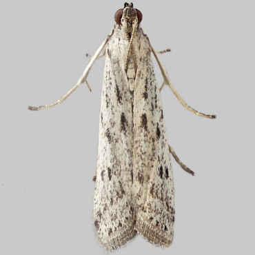 Picture of Small Clouded Knot-horn - Phycitodes saxicola