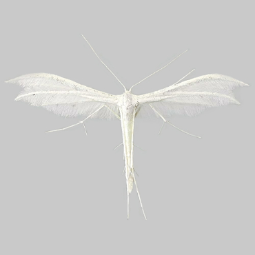Picture of White Plume Moth - Pterophorus pentadactyla