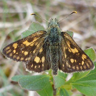 Picture of Chequered Skipper - Carterocephalus palaemon
