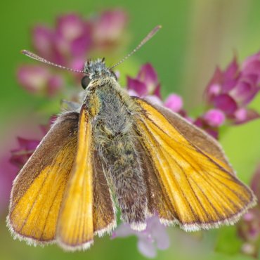 Picture of Small Skipper - Thymelicus sylvestris