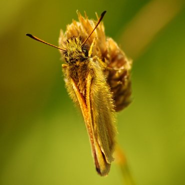 Picture of Essex Skipper - Thymelicus lineola
