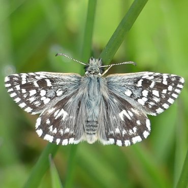 Picture of Grizzled Skipper - Pyrgus malvae