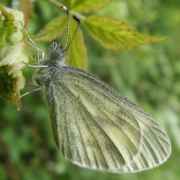 Picture of Wood White - Leptidea sinapis