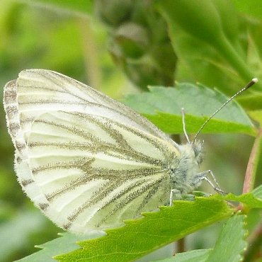 Picture of Green-veined White - Pieris napi