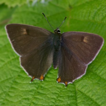 Picture of Brown Hairstreak - Thecla betulae (Male)