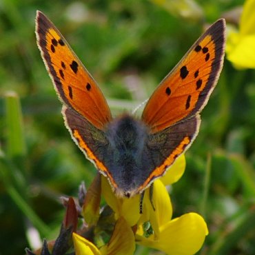 Picture of Small Copper - Lycaena phlaeas