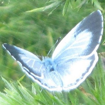 Picture of Holly Blue - Celastrina argiolus