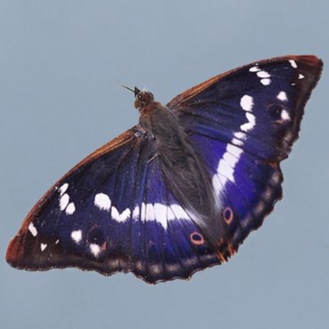 Picture of Purple Emperor - Apatura iris