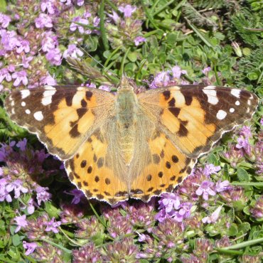 Picture of Painted Lady - Cynthia cardui