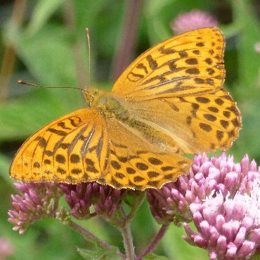 Picture of Silver-washed Fritillary - Argynnis paphia