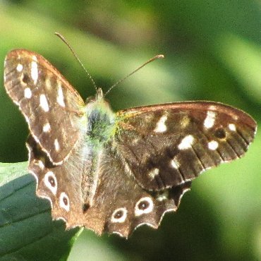 Picture of Speckled Wood - Pararge aegeria