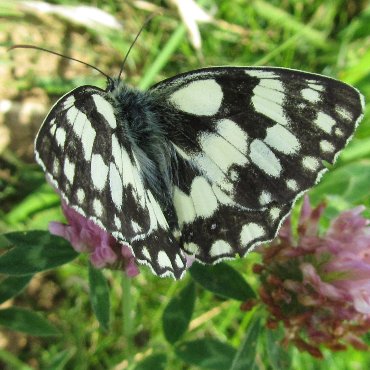 Picture of Marbled White - Melanargia galathea