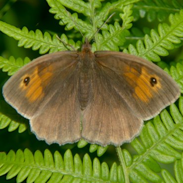Picture of Meadow Brown - Maniola jurtina