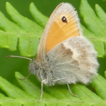 Picture of Small Heath - Coenonympha pamphilus