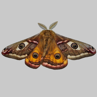 Picture of Emperor Moth - Saturnia pavonia (Male)*
