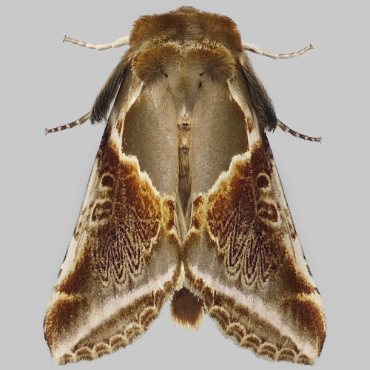Picture of Buff Arches - Habrosyne pyritoides