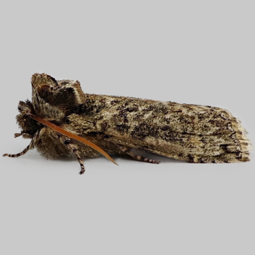 Picture of Frosted Green - Polyploca ridens*