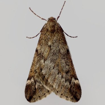 Picture of March Moth - Alsophila aescularia