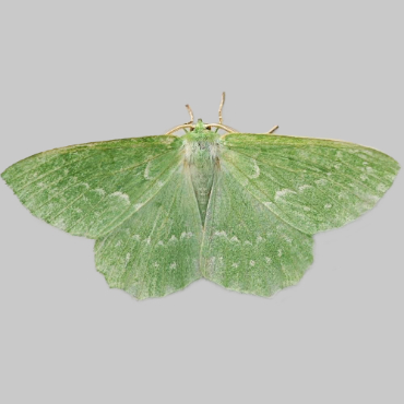 Picture of Large Emerald - Geometra papilionaria