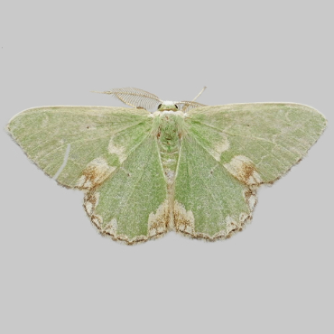 Picture of Blotched Emerald - Comibaena bajularia